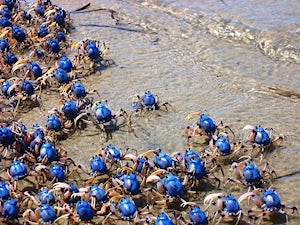 Dr Dazza: Soldier Crabs